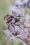 Ectophasia crassipennis