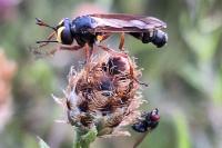 Physocephala rufipes