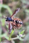 Physocephala rufipes
