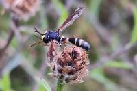 Physocephala rufipes
