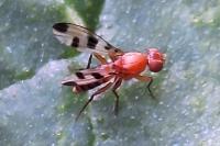 Geomyza tripunctata
