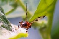 Geomyza tripunctata
