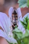 Platycheirus scutatus