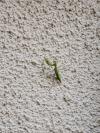 Mantis religiosa