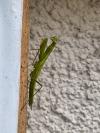 Mantis religiosa