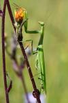 Mantis religiosa