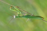 Mantis religiosa