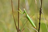 Mantis religiosa