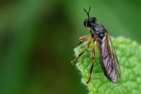 Dioctria cothurnata