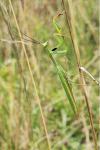 Mantis religiosa