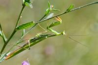 Mantis religiosa