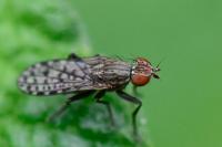 Pherbellia schoenherri