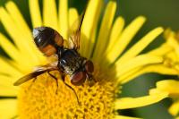 Ectophasia crassipennis