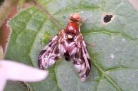 Euleia heraclei