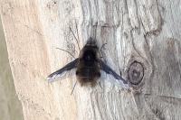 Bombylius major