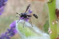 Physocephala