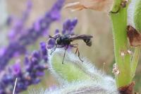 Physocephala