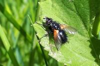 Zophomyia temula