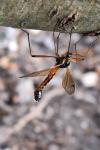 Tanyptera atrata