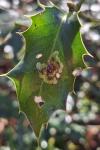 Phytomyza ilicis