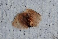 Semudobia betulae