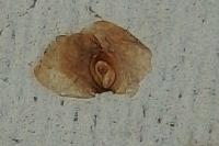 Semudobia betulae