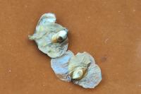 Semudobia betulae