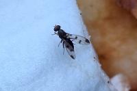 Geomyza tripunctata