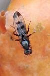Geomyza tripunctata