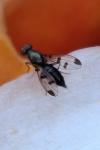 Geomyza tripunctata