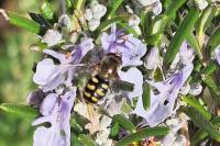 Eupeodes luniger