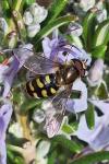 Eupeodes luniger
