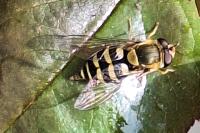 Syrphus
