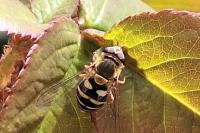 Syrphus