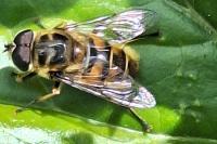 Myathropa florea