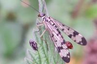Panorpa communis