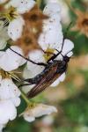Empis tessellata