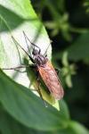 Empis tessellata