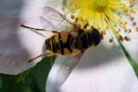 Myathropa florea