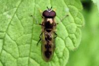 Platycheirus