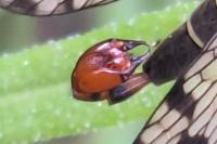 Panorpa communis