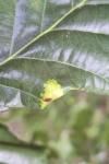 Macrodiplosis pustularis