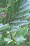 Macrodiplosis pustularis