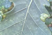 Macrodiplosis pustularis