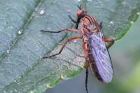 Empis livida