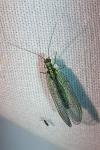 Chrysopa perla