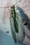 Chrysopa perla