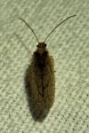 Micromus angulatus
