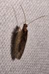 Micromus angulatus