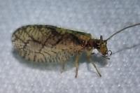 Micromus angulatus